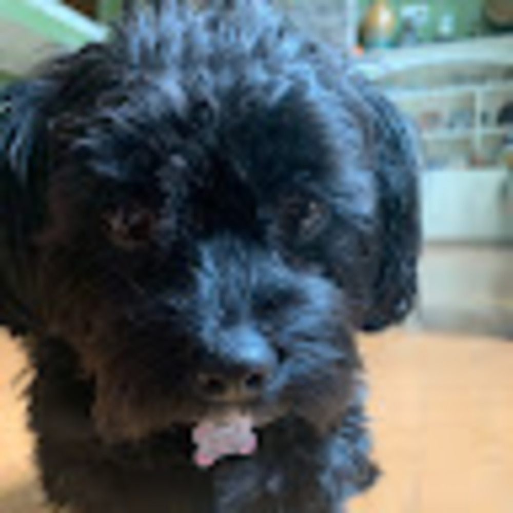 Meet your Posher, Sadie